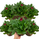 Bellis Habanera ‘Red’ Plants (Set of 3 or 6)