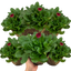 Set of 3 or 6 Garden Ready Plants – Bellis Habanera ‘Red’, Ready to Plant in Your Garden