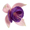 Upright Fuchsia Fuchsita Blush & Violet Plant