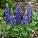 Lupin Legendary Blue Plants (Set of 3 or 6)