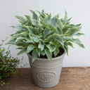 3Ltr Hosta Tears from Heaven, Shade Perennial, Nursery Pots