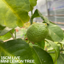 Mini Lemon Tree Plant