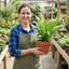 Set of 3 or 6 Hart’s Tongue Fern Plants, Hardy Evergreen Shade Loving Perennial Ferns, Outdoor Garden Ready, 1 Litre Root-Ball