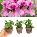 Geranium Tornado Pink Plants (Set of 3 or 6)