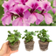 Set of 3 or 6 Large Plants - Geranium Tornado Pink, Ready to Plant in Your Garden
