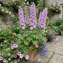 Delphinium Lilac Rose White Bee Plants (Set of 3 or 6)