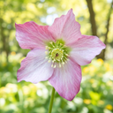 Hellebore Rosemary Plant