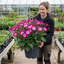 1 Senetti Pink Bicolour Live Flowering Plant, Bee Friendly, Outdoor Garden Ready, 6.5 Litre Root-Ball