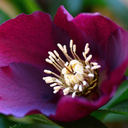 Hellebore Frostkiss Anna's Red Plant