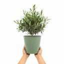 3 Litre Bushy Olive Tree, Nursery Pot, Outdoor, Pots