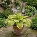 Hosta Atlantis Plants