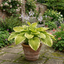 1 Large Hosta Atlantis Hardy Perennial Plant, Outdoor Garden Ready, 17cm Root-Ball, For Shade