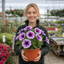 Petunia Sanguna Mega Purple Vein Plant (2L Pot)