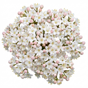 Viburnum Tinus Evergreen Hedge Plants