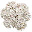 1 Viburnum Tinus Evergreen Hedge Plant, Hardy Outdoor Garden Ready, 7.5L Root Ball