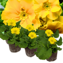 Polyanthus Yellow Plants (Set of 3 or 6)