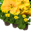 Set of 3 or 6 Large Plants - Polyanthus Yellow, Ready to Plant in Your Garden, Peat Free