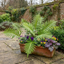 Evergreen Polypodium Vulgare Hardy Fern Plants for Shade Garden Plants (Set of 3 or 6)