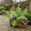Set of 3 or 6 Evergreen Polypodium Vulgare Hardy Fern Plants for Shade Garden, Live Perennial, 11cm Root Ball