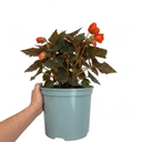 Begonia Non Stop Mocca Deep Orange Plant (5L Pot)