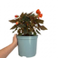 1 Large Plant - Begonia Non Stop Mocca Deep Orange, Outdoor Garden Ready, 5L Pot