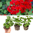 Geranium Tornado Red Plants (Set of 3 or 6)