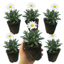 Leucanthemum Madonna White Shasta Daisy Plants (Set of 3 or 6)