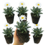 Set of 3 or 6 Leucanthemum Madonna White Shasta Daisy Plants, Hardy Perennial, 11cm or 1L Root Ball