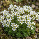 Saxifrage Ice Colours Pearl White Plants (Set of 3 or 6)