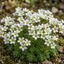 Set of 3 or 6 Saxifrage Ice Colours Pearl White Plants, Hardy Alpine Evergreen Ground Cover Perennial, Outdoor Garden Ready, 1 Litre Root-Ball