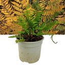 Alpine Wood Fern Dryopteris Wallichiana Jurassic Gold Plant (2L Pot)