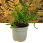 1 Large Plant - Alpine Wood Fern Dryopteris Wallichiana Jurassic Gold, 2L Pot