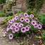 Set of 3 Large Plants - Petunia Express Pum Vein, Outdoor Garden Ready