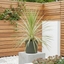 1 Large Plant - Astelia Silver Spear, Ready to Plant in Your Garden, 3L Rootball