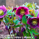 Hellebore Frostkiss Pippas Purple Plant