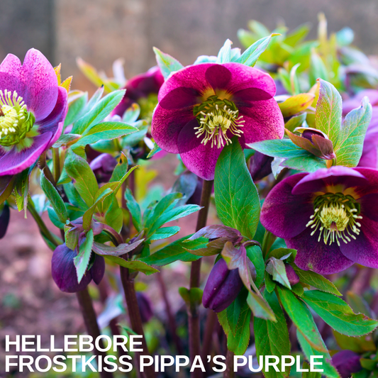 Deep wine-purple hellebore flowers with pale yellow stamens above fresh green foliage
