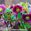 Hellebore Frostkiss Pippas Purple