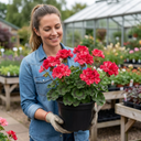 Geranium Calliope M Red Splash Plant (5L Pot)