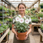 1 Lavatera Barnsley Baby Hardy Mallow Plant, Outdoor Garden Ready Flowering Shrub, 17cm Root-Ball
