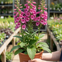 Digitalis Hanabee Deep Rose Foxglove Plants