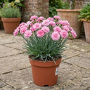 Cottage Pinks Dianthus Candy Floss Plants