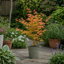 3L Orange Leaf Acer Tree, Nursery Pot, Patio Garden Pots