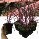 Cordyline Charlie Boy Plants (Set of 3 or 6)