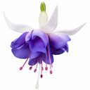 3 Trailing Fuchsia Blue Angel Plants, Blue & White Flowers, Summer Bedding, 10.5cm Pots