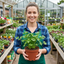 Set of 3 or 6 Italian Flat Leaf Parsley (Petroselinum crispum) Herb Plants, Fresh Kitchen Garden Ready, Outdoor Growing, 1 Litre Root-Ball