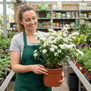 Spiraea Snowmound Plants