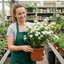 1 Spiraea Snowmound Plant, Outdoor White Flowering Hardy Compact Shrub, Bee Friendly, 2 Litre Root-Ball