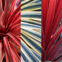 Cordyline Charlie Boy Plants (Set of 3 or 6)