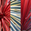 Set of 3 or 6 Large Plants - Cordyline Charlie Boy, Ready to Plant in Your Garden, Peat-Free