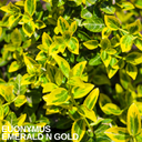 Euonymus Emerald n Gold Plant (2L Pot)